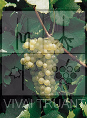 Foto di un grappolo d'uva di Pinot Bianco 54
